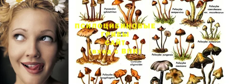 Псилоцибиновые грибы Psilocybe  кракен как войти  Белоярский 